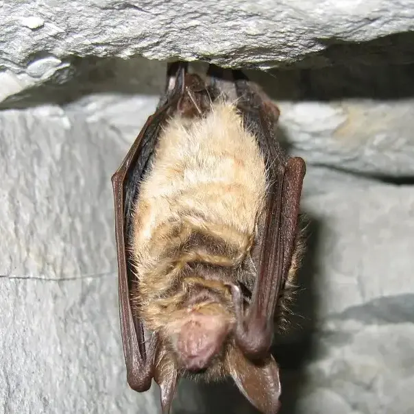Myotis-emarginatus_N.Cottin-CEN-Hauts-de-France-rja3q47qmtdy2xrf03u5f2rulrcc8vue80tlo1vn2w.jpg
