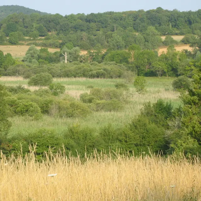 Réserve naturelle Marais de Bonnefontmarais.JPG