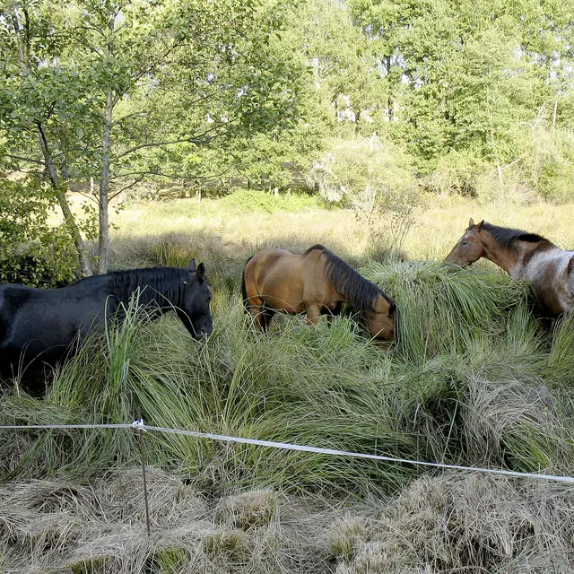 Marais des Arques, pâturage des chevaux © D. Villate Département du Lot.jpg