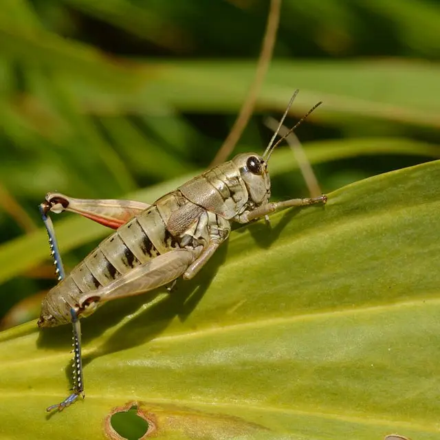miramelleduventouxmireille.jpg