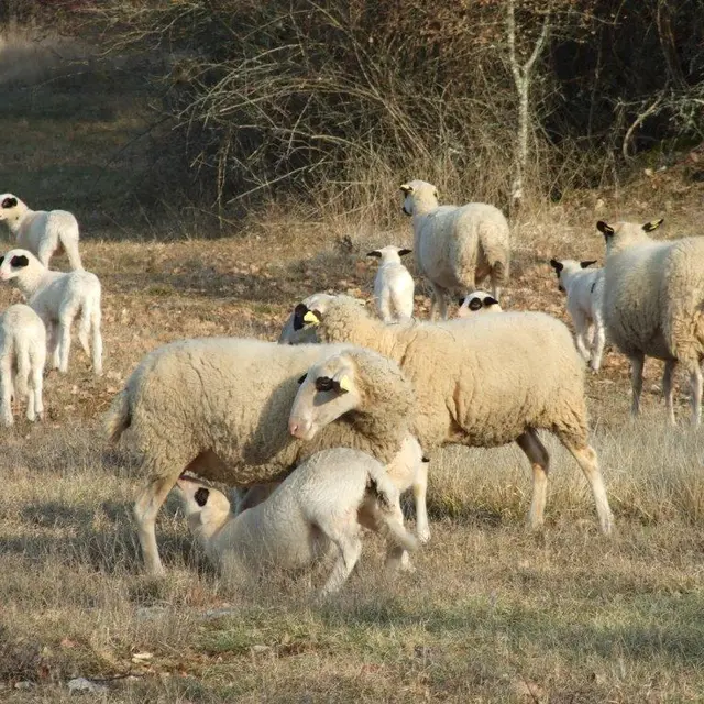 1 - Caussenardes du Lot et leurs agneaux © PNRCQ.jpg