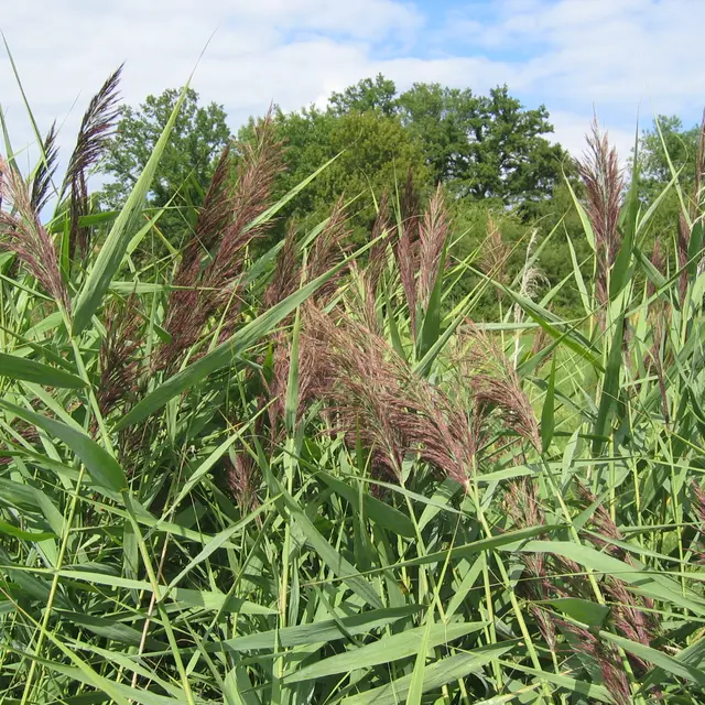 la roselière - Phragmites 1.JPG