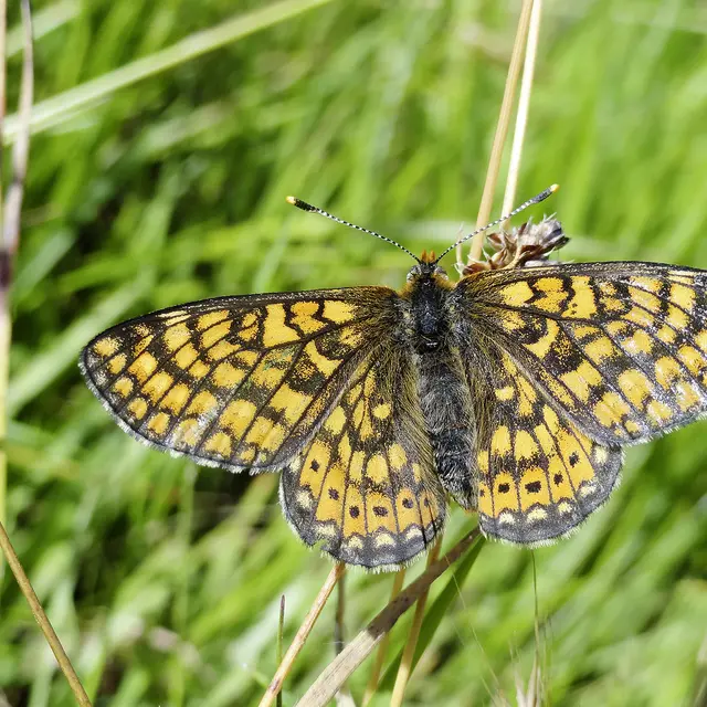 Damier de la succise aile ouverte © D. Villate Département du Lot.jpg
