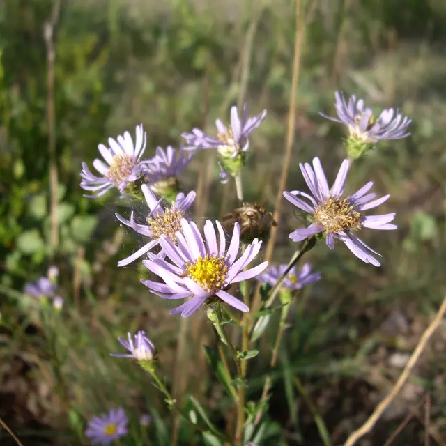 aster_amelle_st-martin © PNR des Causses du Quercy.JPG