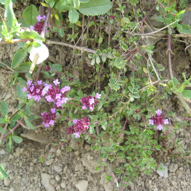 Pelouse sèchePREM 012.jpg