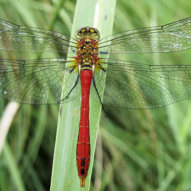 Libellule, Sympetrum sanguineum posé © D. Villate Département du Lot.jpg