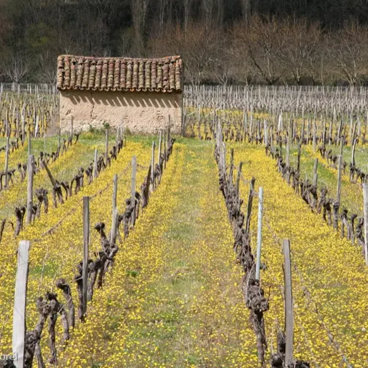 Cabane de vignes--Lot Tourisme - J. Morel.jpg