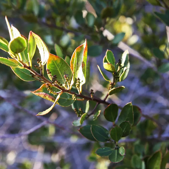 Nerprun alaterne©A.Gouix-Département du Lot.jpg