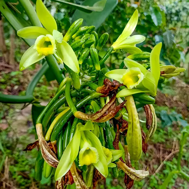 vanille12-jardin-kazavanille-trinite-martinique.jpg