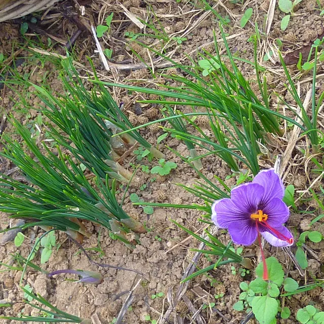 Fleur de Croqus Saetivus - Safran--© Lot Tourisme - A. Leconte.jpg