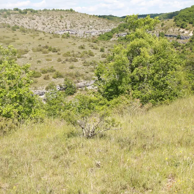 Les 2 aspects du causse  boisé et pierreux.JPG
