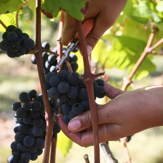 Vendanges au Château Lagrézette--Lot Tourisme - J. Morel.jpg