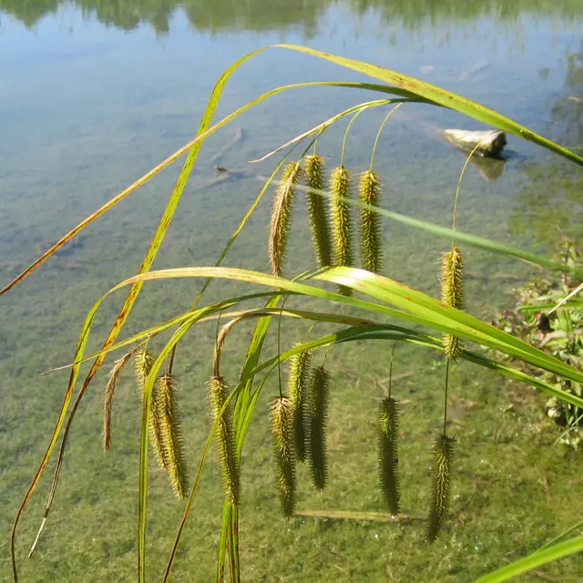 Réserve naturelle Marais de Bonnefont120_2010.JPG