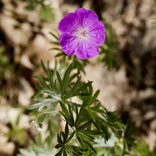 Geranuim sanguin©Nelly Blaya-Département du Lot.jpg