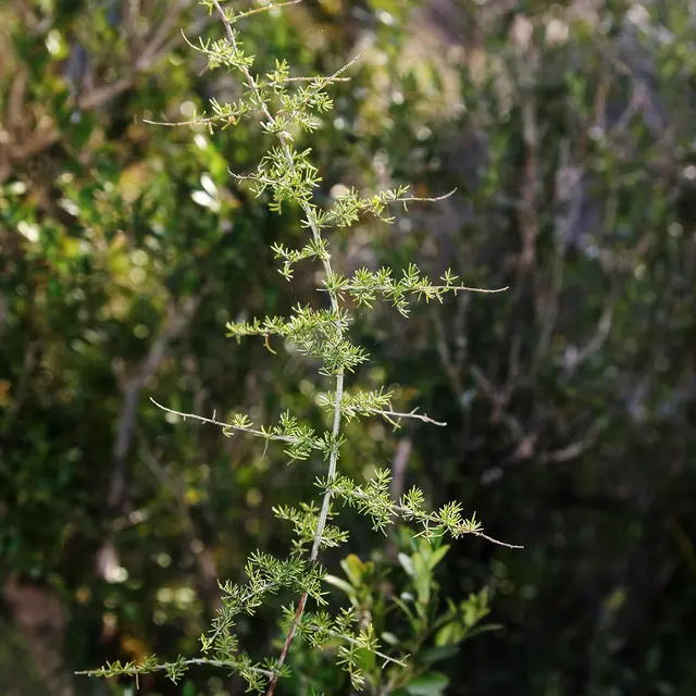 Asperge à feuilles aïgues©A.Gouix-Département du lot.jpg