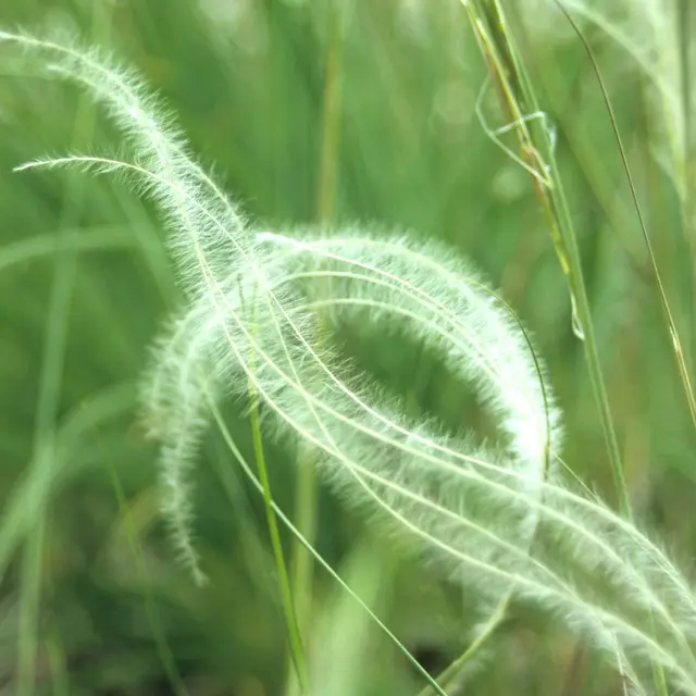 Stipe pennée © O.Marchal.jpg