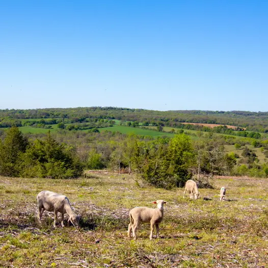 Brebis sur le Causse près de Clavel © Lot Tourisme C. Novello 150421-110229_800x526.jpg