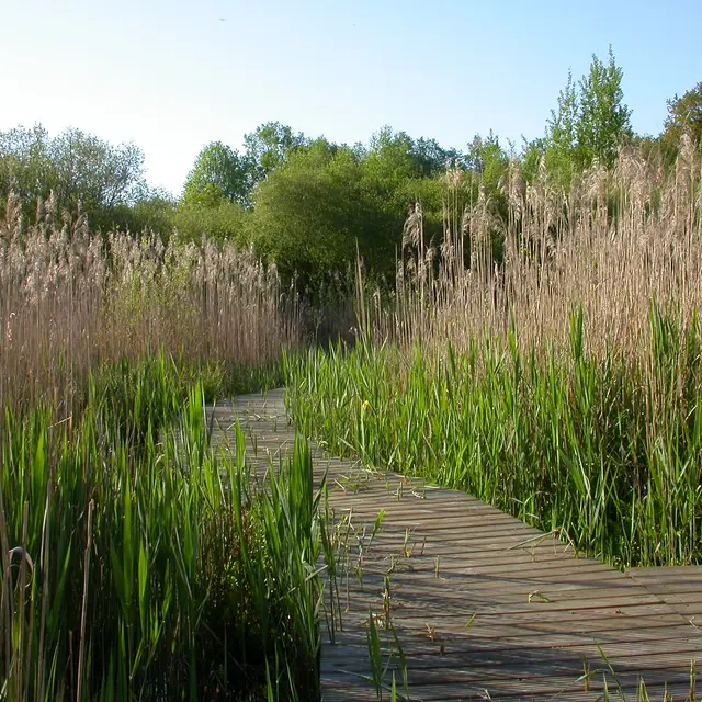 la roselière - 062.jpg