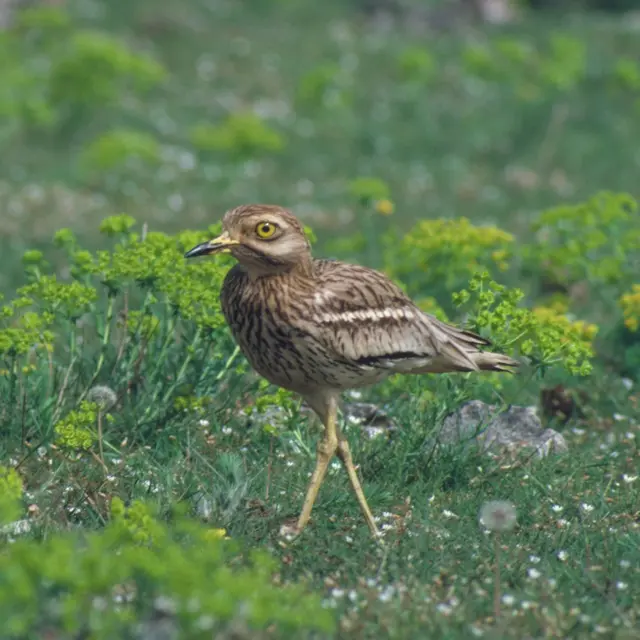 POI 4- Oedicnème criard-TGabet.jpg.jpg