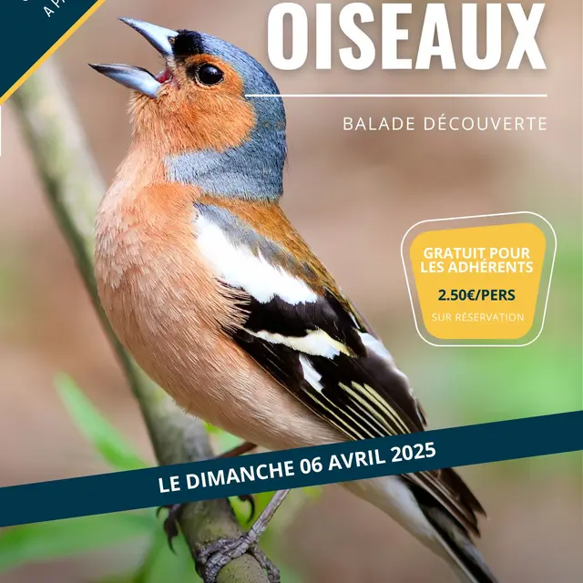 chant oiseaux 2025.jpg