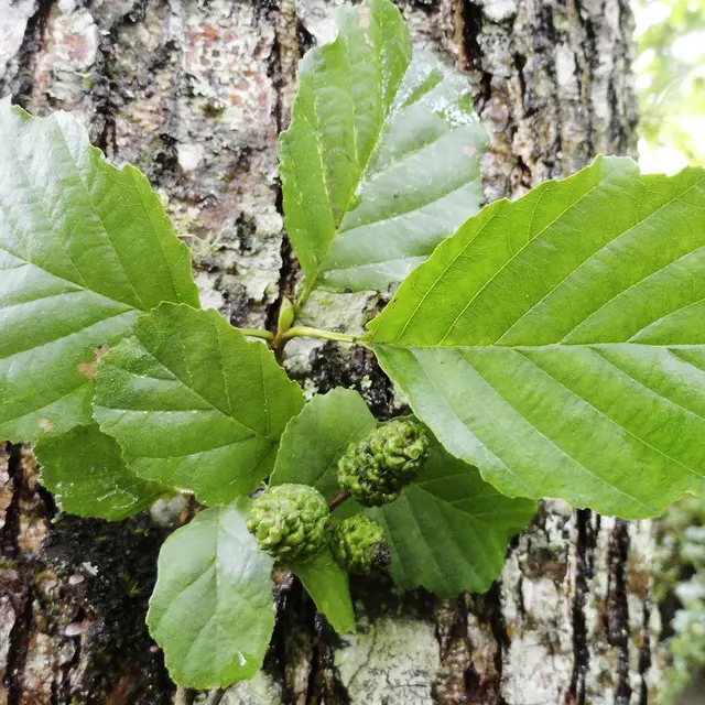 Alnus glutinosa, tronc feuille fruit © D.Villate Département du Lot.jpg