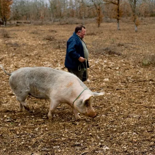 Cavage avec cochon--Lot Tourisme-Philipe Imbault.jpg
