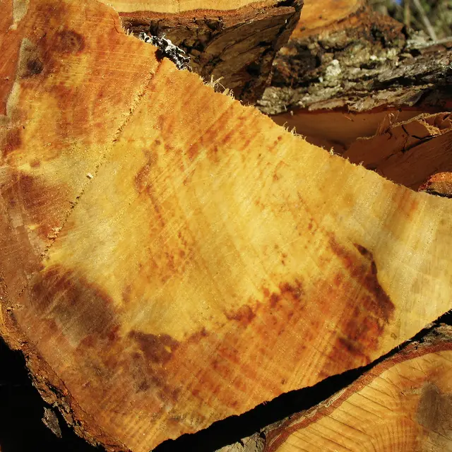 Alnus glutinosa, bois rouge © D.Villate Département du Lot.jpg