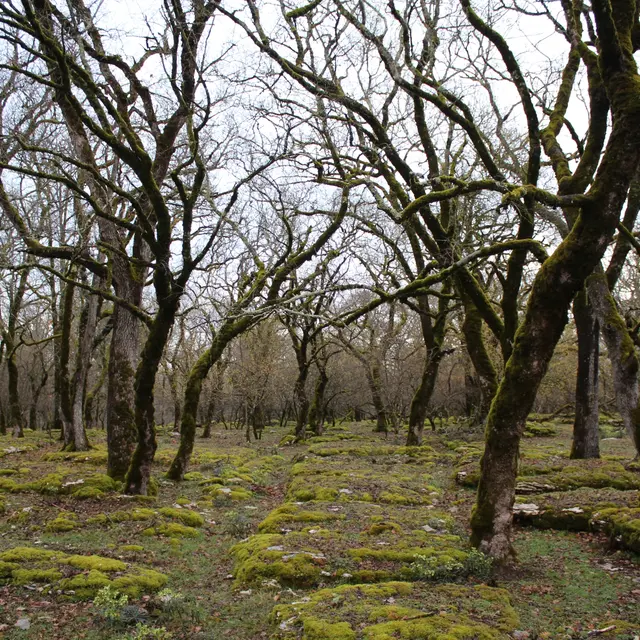 POI 7 -  lapiaz Pech de Majourals  (S.Boscus).jpg