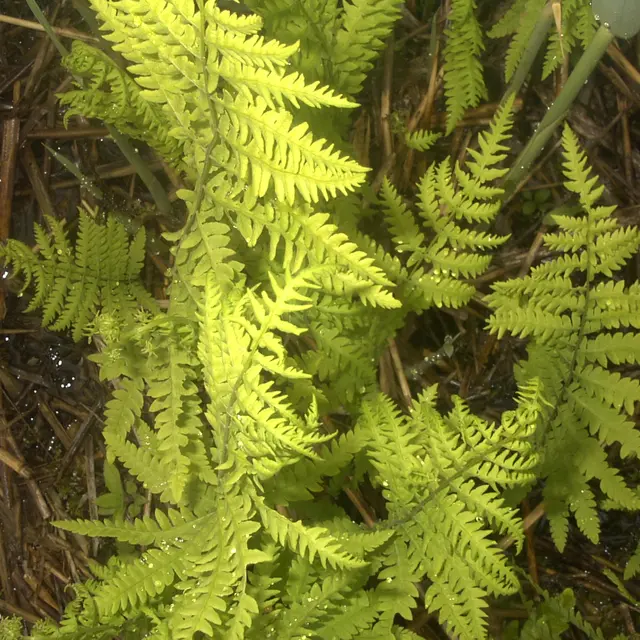 Fougère des marais.jpg