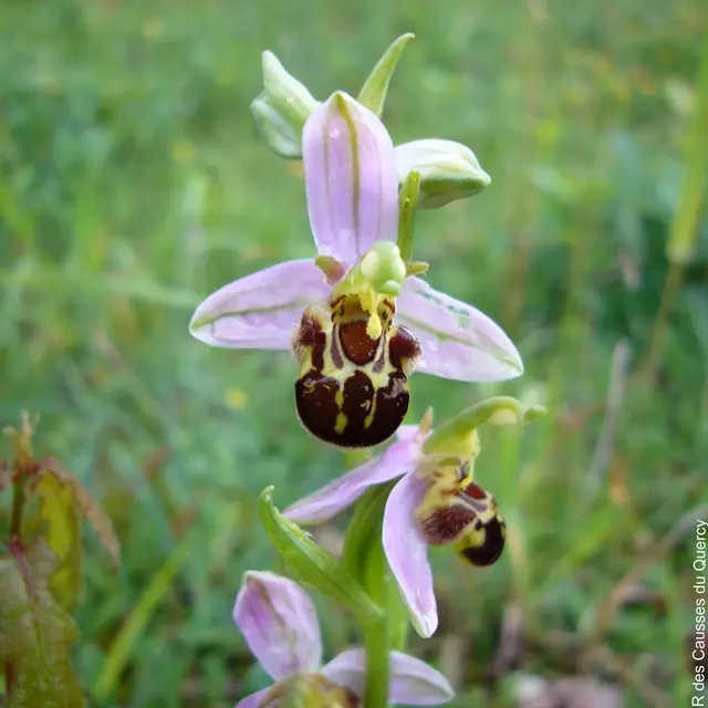 ophrys bécasse © JF. Hessel_PNRCQ.jpg