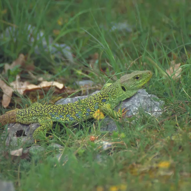 lézard ocellé - © Thierry GABET.jpg