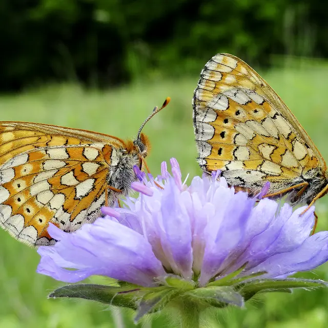 Damier de la succise aile fermée © D. Villate Département du Lot.jpg