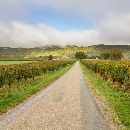 Route au coeur du vignoble © Lot Tourisme C. Novello 151008-113929_800x507.jpg