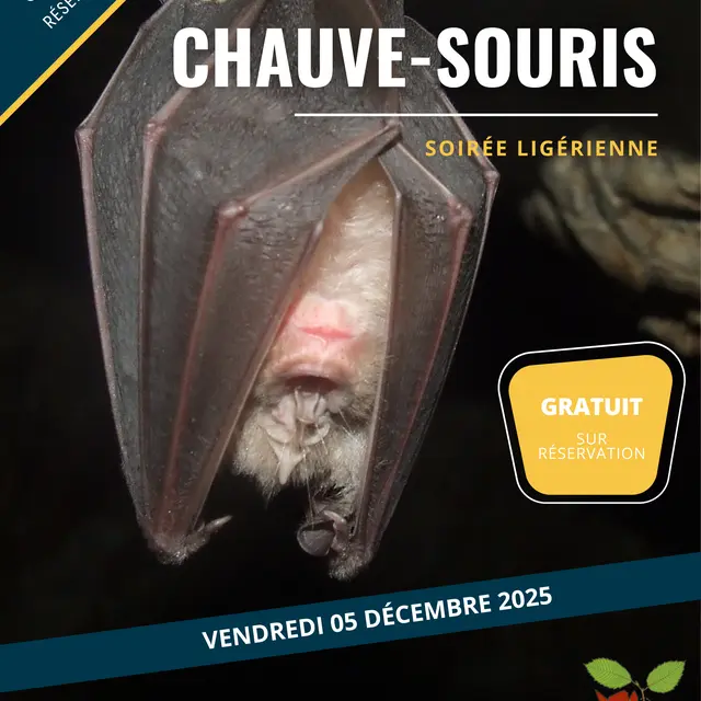 CHAUVE SOURIS 2025.jpg