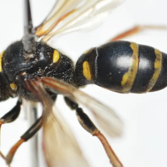 Pelouse sèche281e2ef7-30fb-48e4-9f27-c481528f308a.jpg