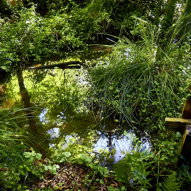 Bullide © M.Montussac Département du Lot.jpg