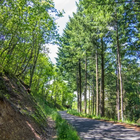 Sous bois dans le Ségala--© Lot Tourisme C. Novello.jpg