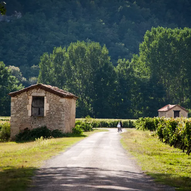 Dans les vignes Lot Tourisme-Cyril Novello 100912-162323.jpg