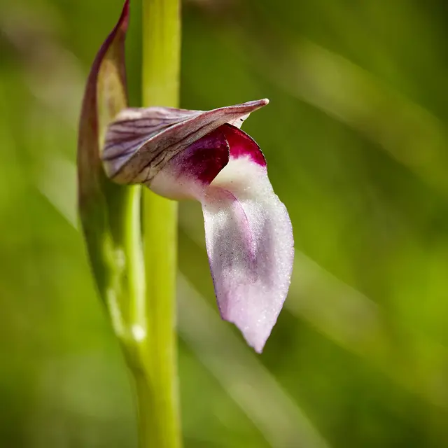 Sérapias en langue © N.Blaya Département du Lot.jpg