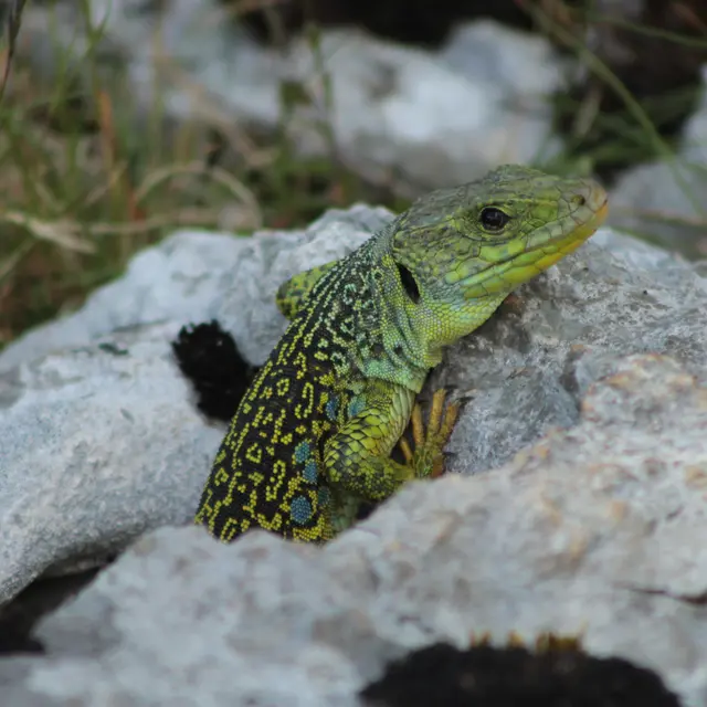 POI 4- Lézard ocellé (Timon lepidus) - Romain DESCHAMPS.JPG