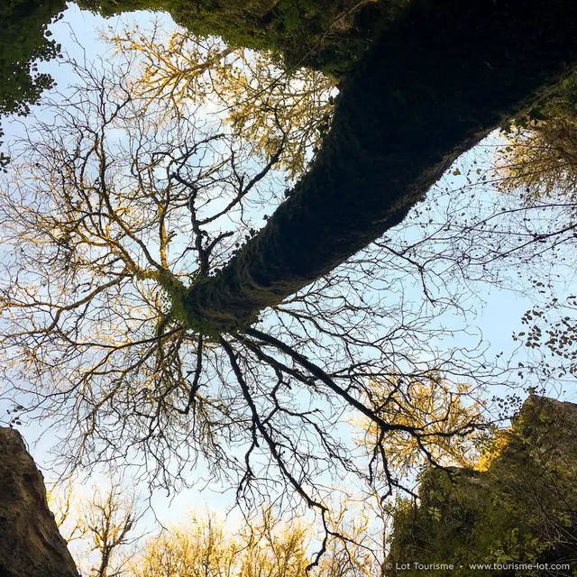 Arbre géant - Phosphatières du Cloup d_Aural © Lot Tourisme C. Séguy 161206-155007_800x800.jpg