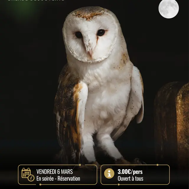 chouette.jpg