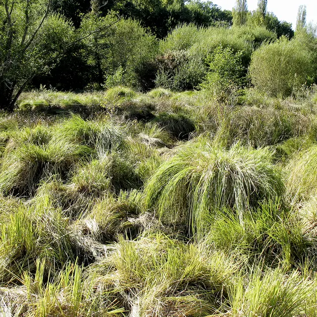 Marais des Arques, carex en touffe © D. Villate Département du Lot.jpg