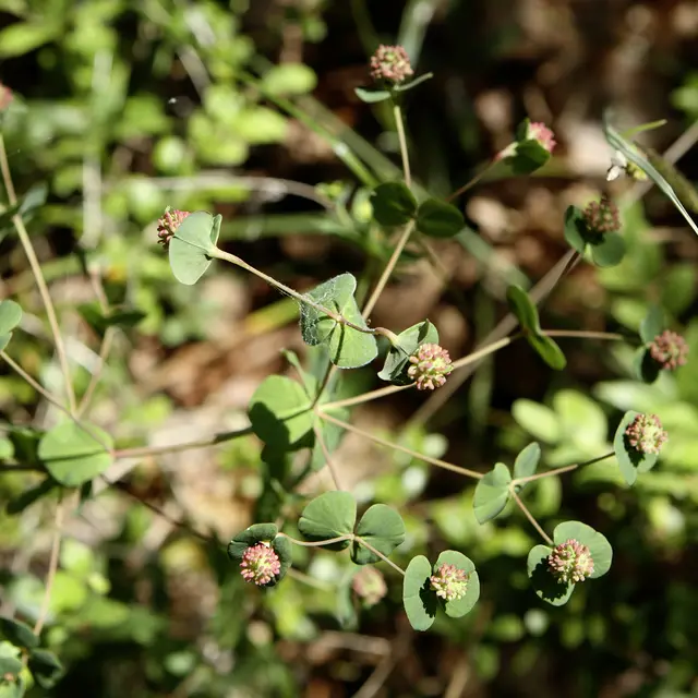 Euphorbe de Duval©L.Clavel-Département du Lot.jpg