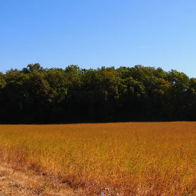 POI 7 - image 1 tumulus du Gros Dognon.jpg