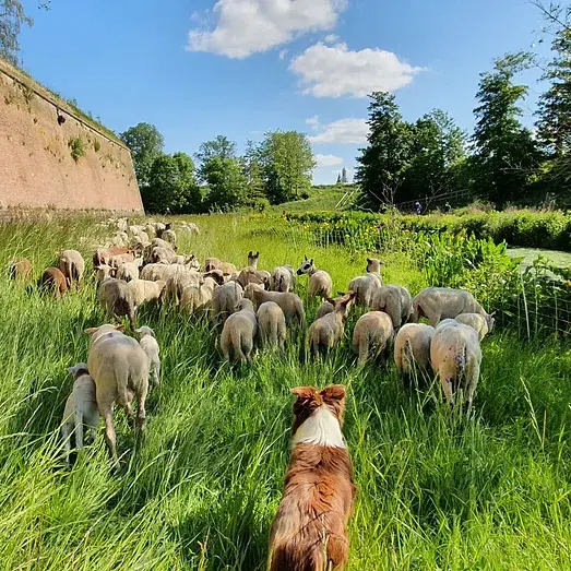 chiens_de_troupeau.jpg