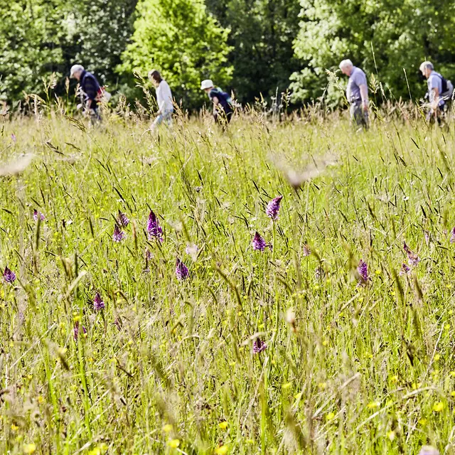 La prairie © N.Blaya Département du Lot.jpg
