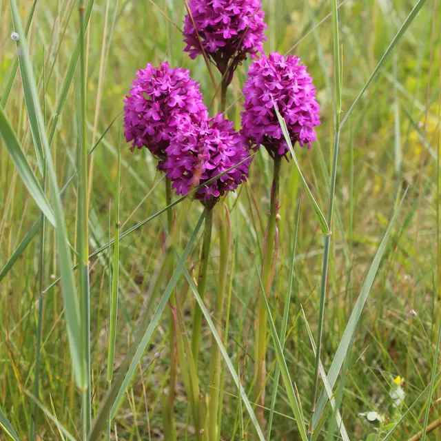 POI 4- Orchis pyramidale (Anacamptis pyramidalis) - Romain DESCHAMPS (6).JPG