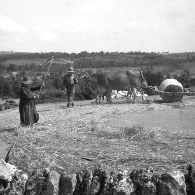 Battage au fléau © Nelly Blaya-Département du Lot.jpg