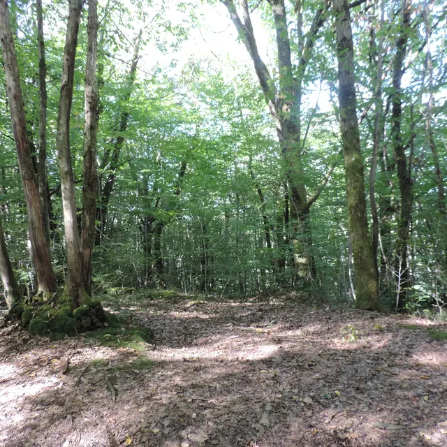 Futaie de hêtres.JPG